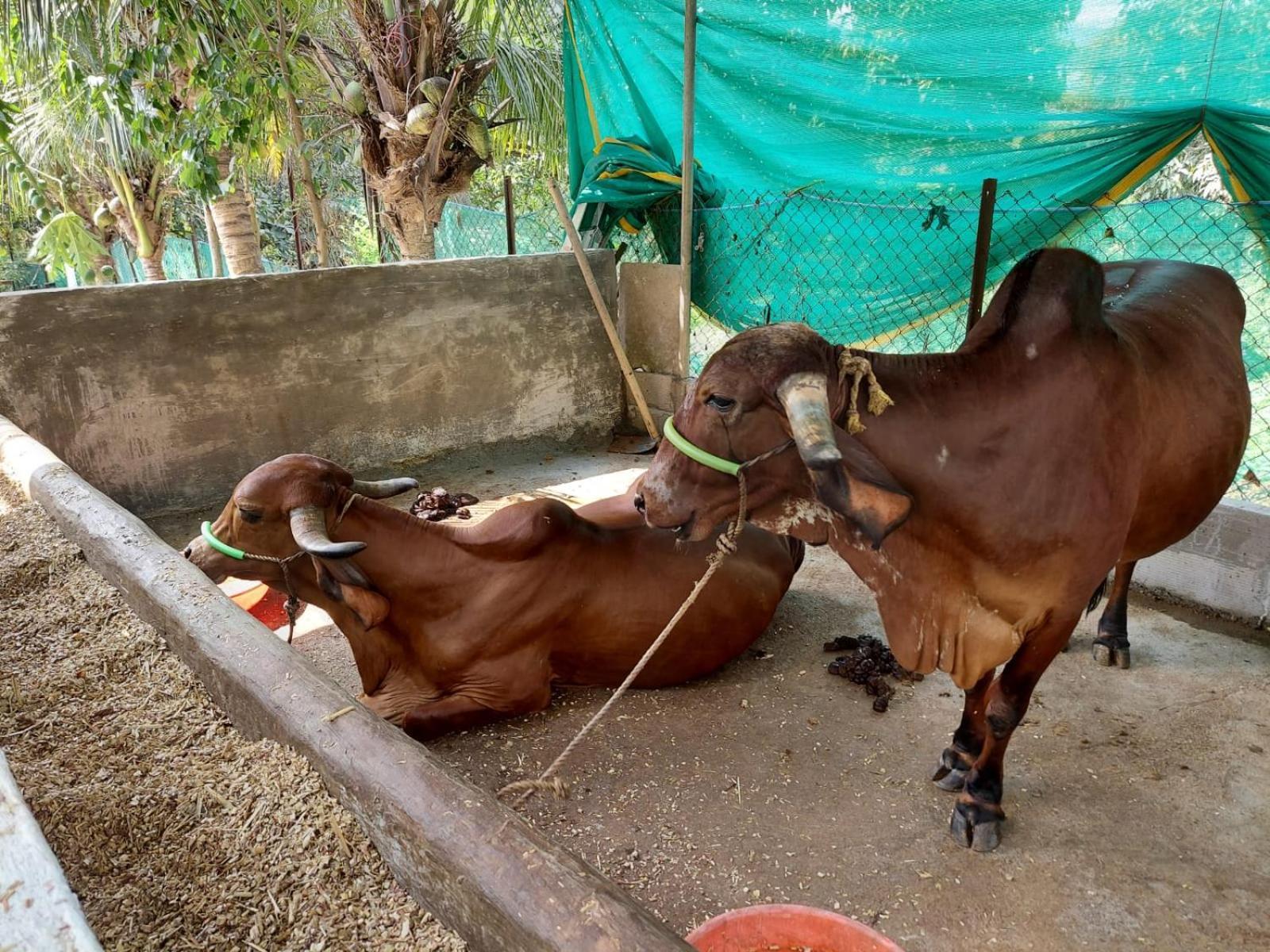 Willa Lakshmi Farm Alībāg Zewnętrze zdjęcie